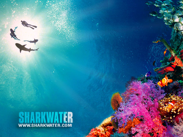 sharkwater reef 640x480